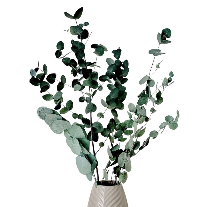 Eukalyptus Cinerea by  MARYLEA - Floral Lifestyle & Interior.