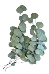 Eukalyptus Populus by  MARYLEA - Floral Lifestyle & Interior.