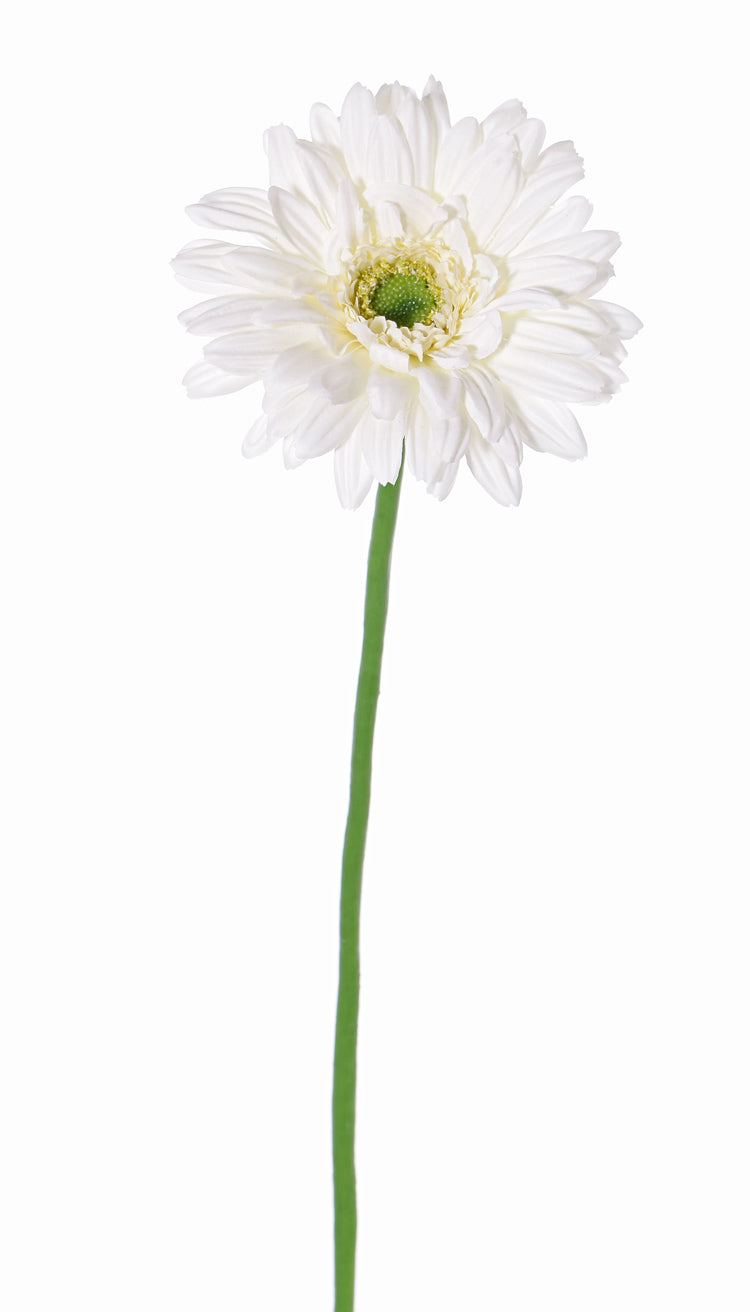 Gerbera Weiß by  MARYLEA - Floral Lifestyle & Interior.