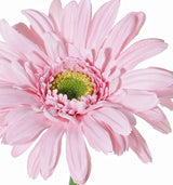 Gerbera Rosa by  MARYLEA - Floral Lifestyle & Interior.