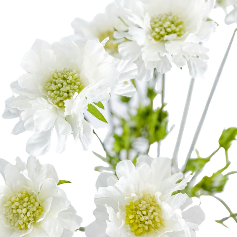 Scabiosen by  MARYLEA - Floral Lifestyle & Interior.