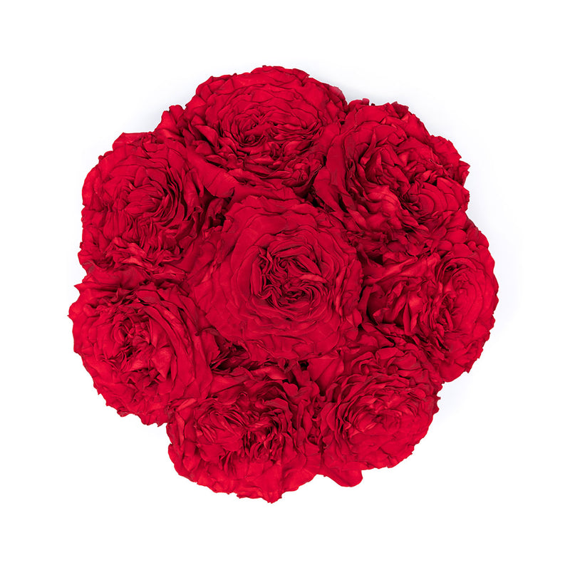 Medium - Premium White - Gartenrosen rot