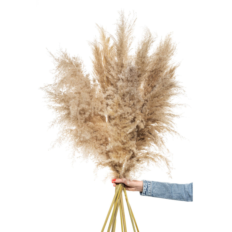 5x Fluffy Pampas Natur 120 cm by  MARYLEA - Floral Lifestyle & Interior.