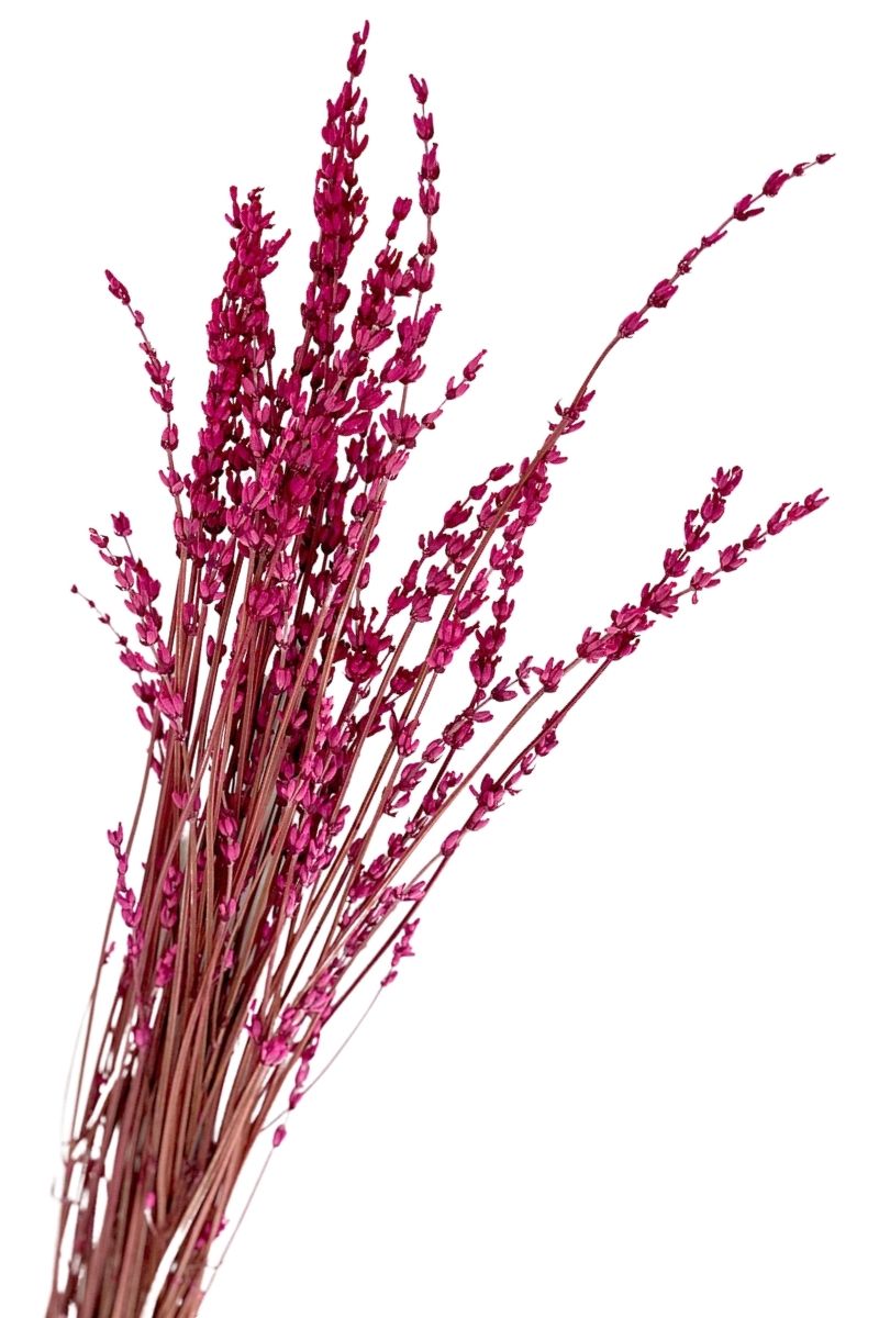 Lavendel Pink by  MARYLEA - Floral Lifestyle & Interior.