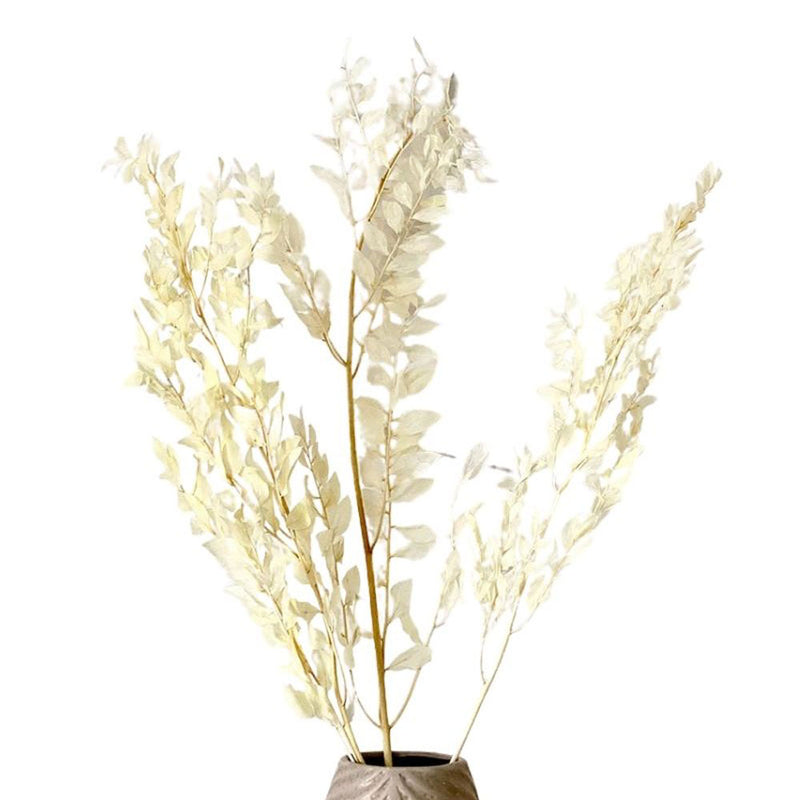 Ruskus Weiß (3 Zweige) by  MARYLEA - Floral Lifestyle & Interior.