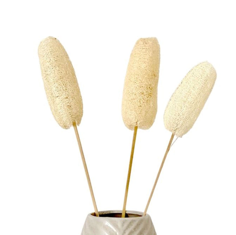 Luffa am Stiel by  MARYLEA - Floral Lifestyle & Interior.